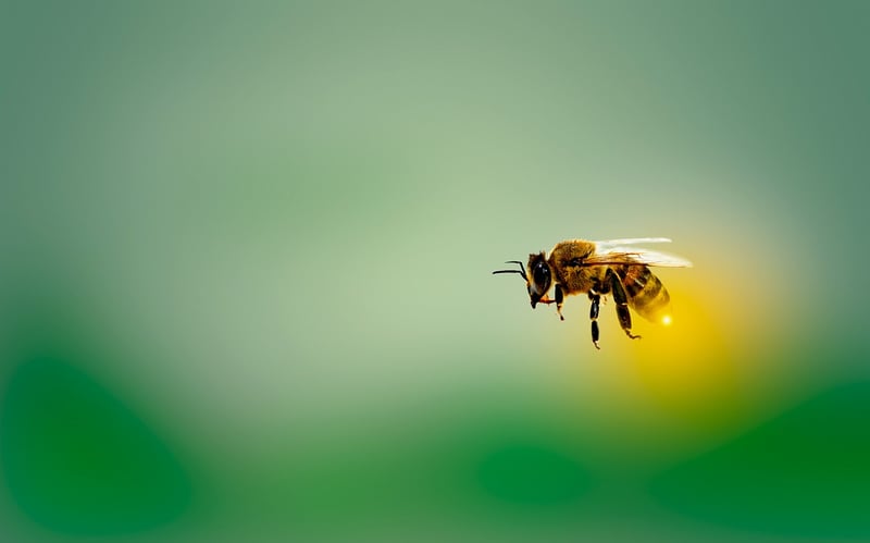 Local Buzz